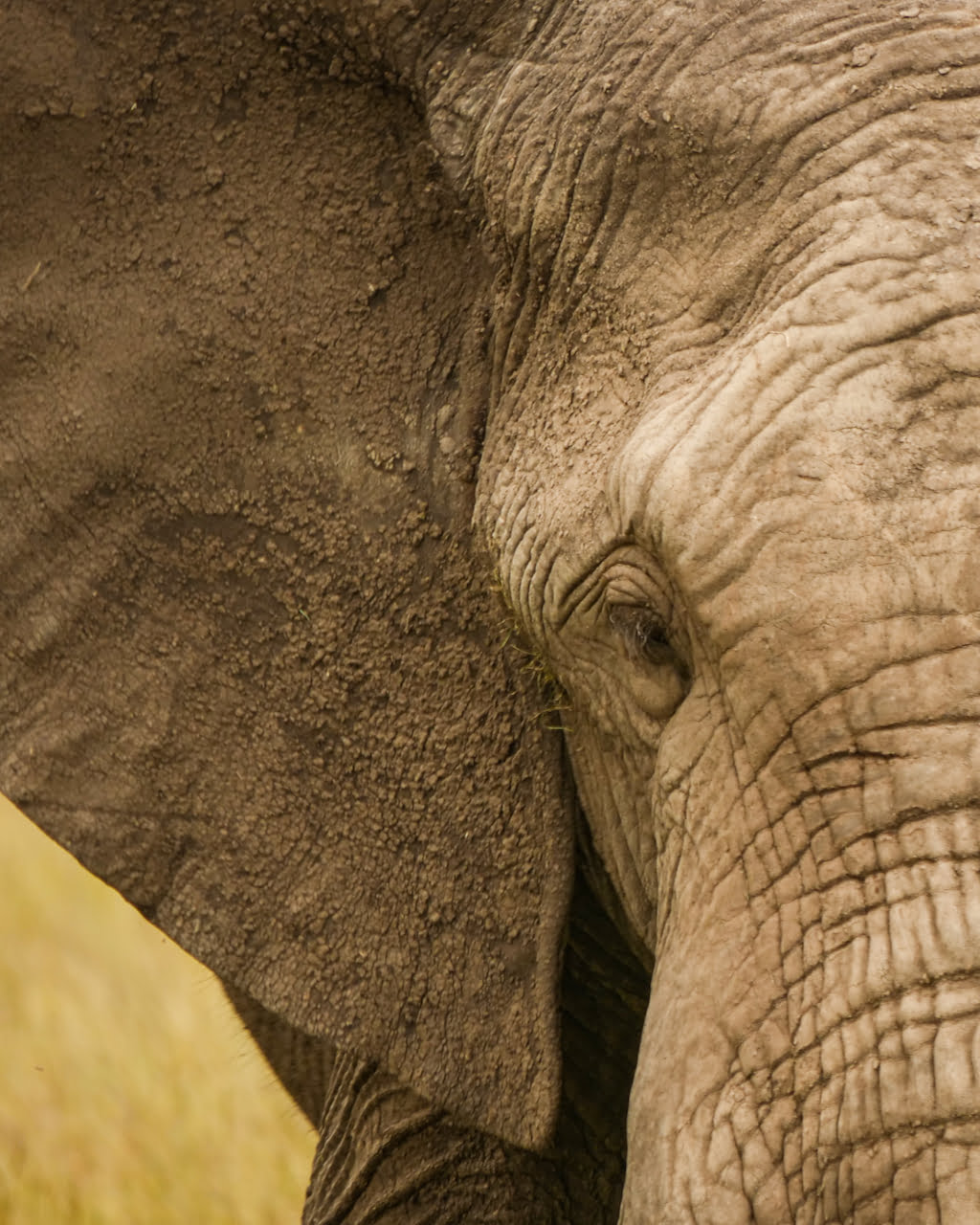 Safari Big Five