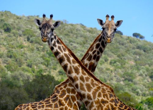 Safari combinado Kenia Tanzania