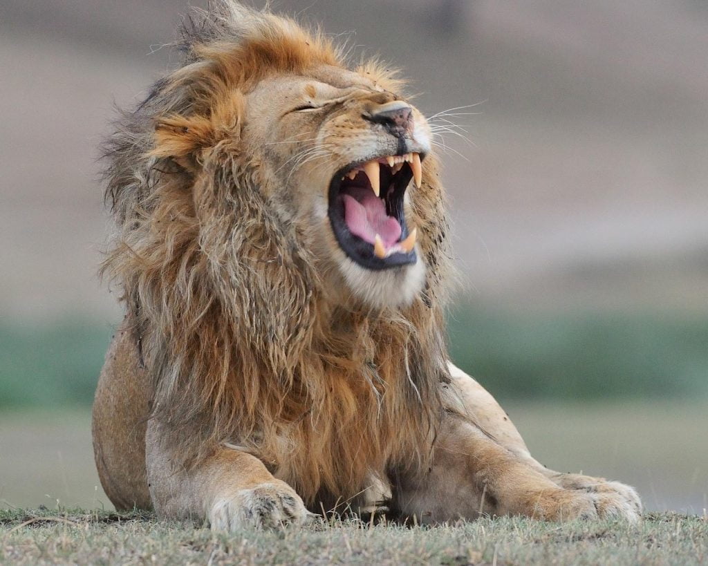 Nduti Lion