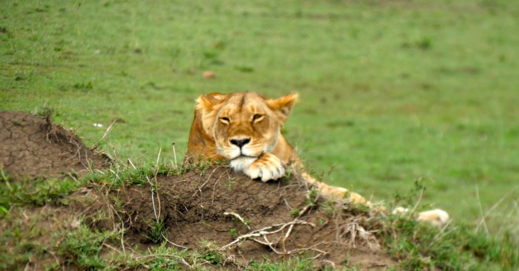 Lionne Safari Kenya