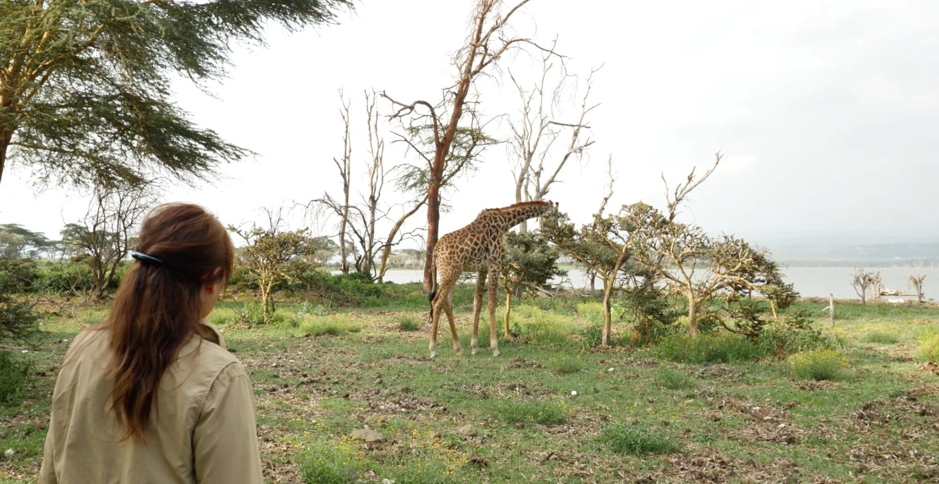 safari elephant