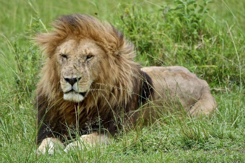 lion masai mara