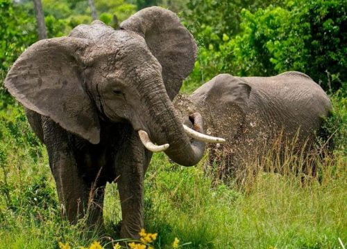 ¿Dónde ir para ver a los Big Five?