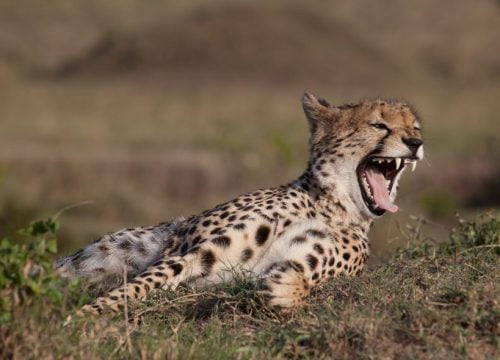 Guépard