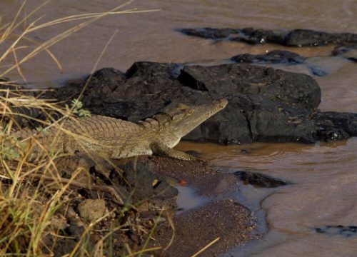 Crocodile