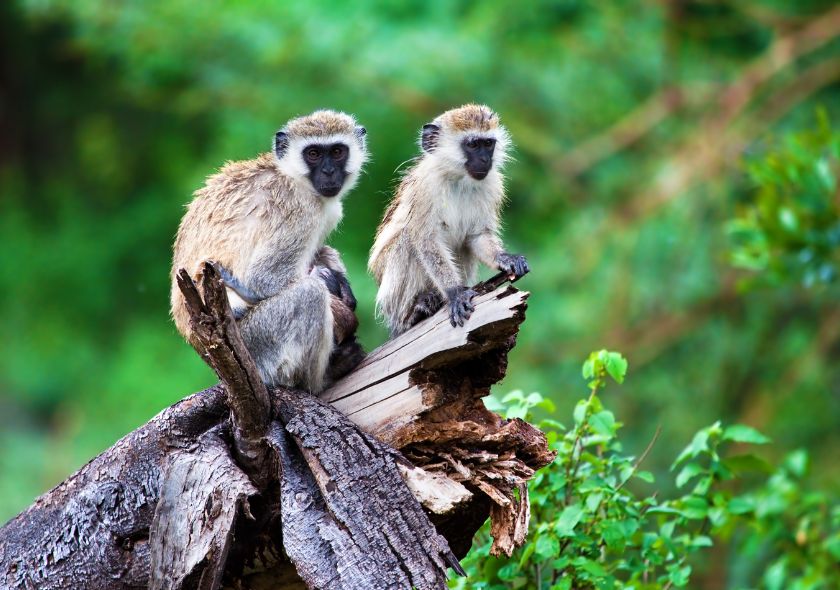 singes vervets