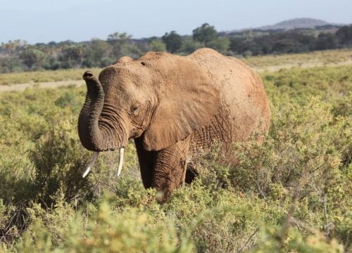 Eléphant