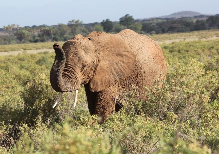 Eléphant Samburu