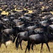 migration buffle
