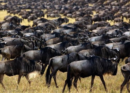 ¿Cuándo ver más animales en Kenia?