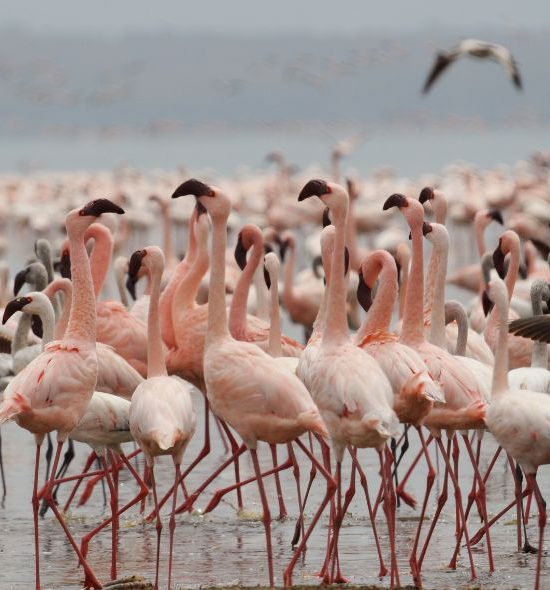 Nakuru