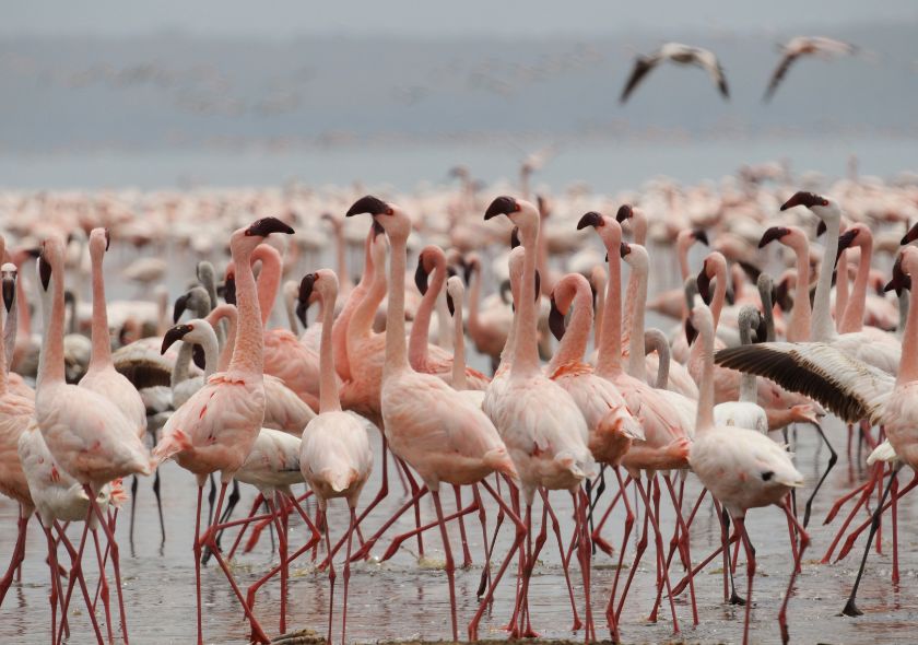 Lac Nakuru Flamants roses