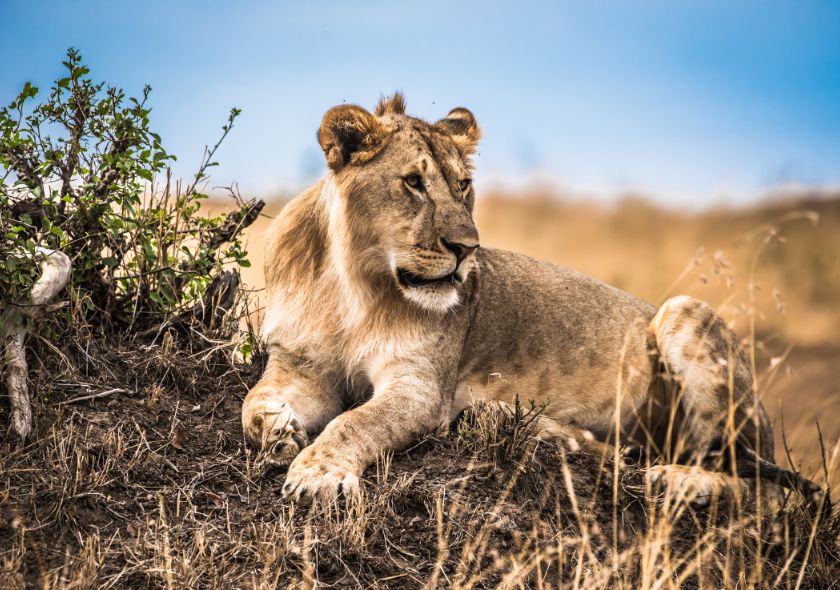 Réserve de Shaba Lion