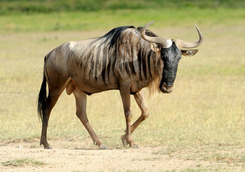 Gnou Parc d'Amboseli