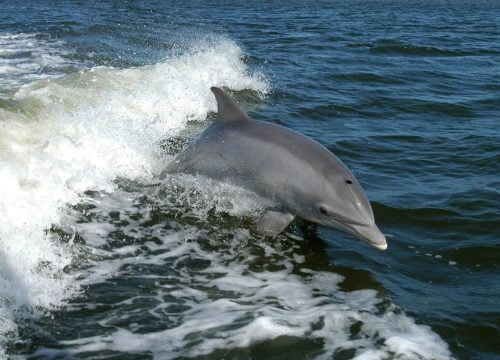 Dauphin
