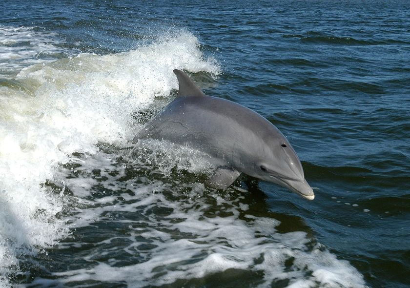 Dauphin ile de wasini