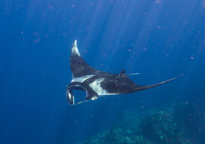 Raie Manta
