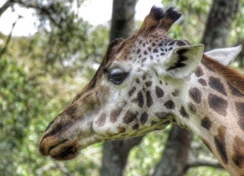 Girafe