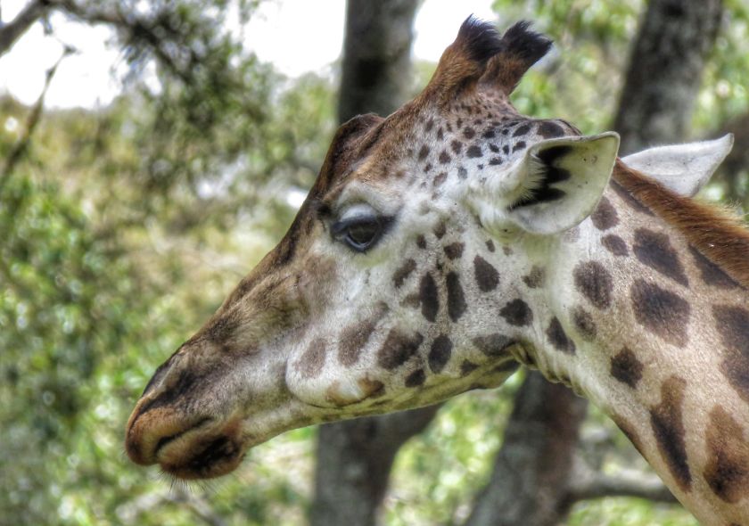 Girafe Samburu