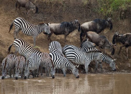 ¿Qué animales realizan su migración en gran número en el Masái Mara?