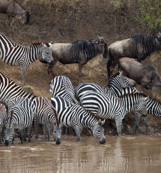 Migration zèbre