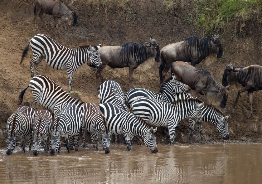 migration zèbre