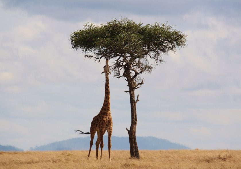 Réserve de Shaba Girafe