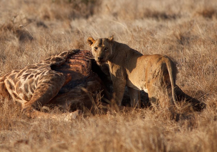 Lion tracking