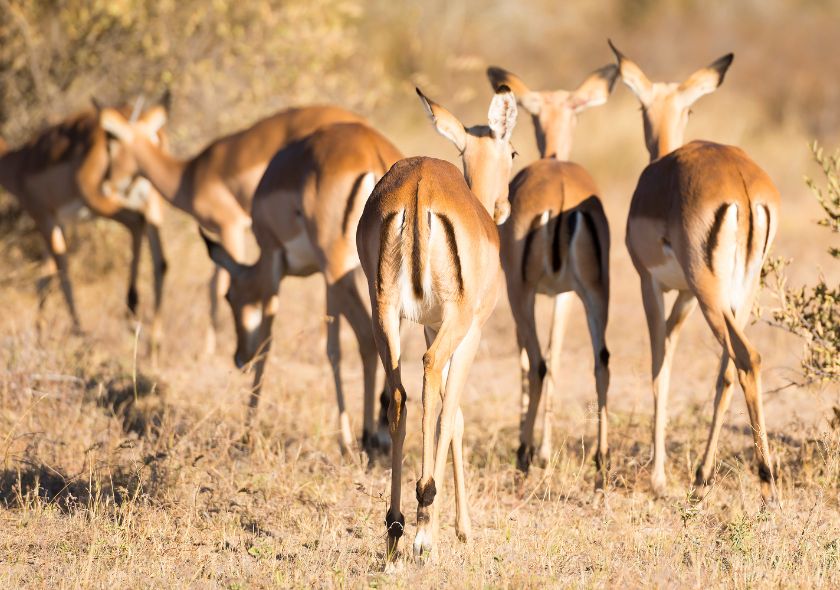 Impala Parc d'Amboseli