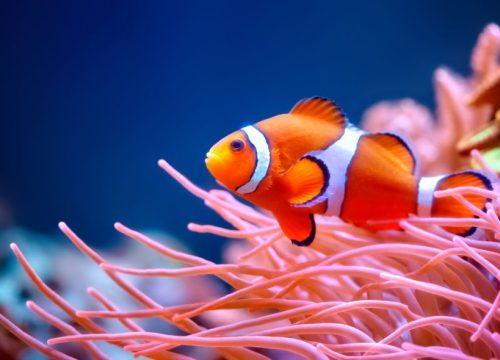 Poisson Clown