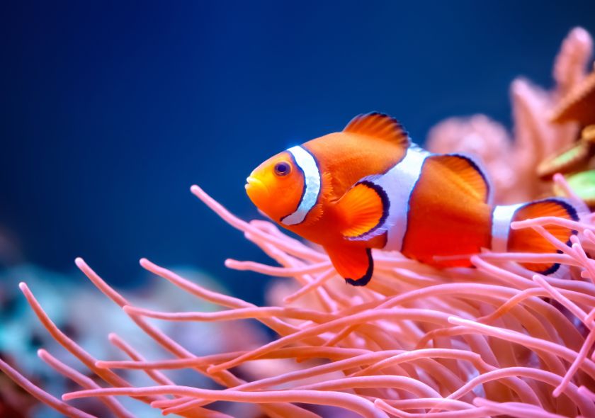 Poisson Clown