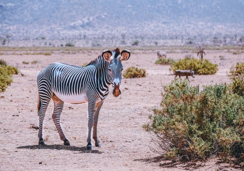 Zèbre Samburu