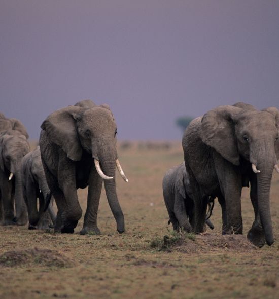 Migration éléphant