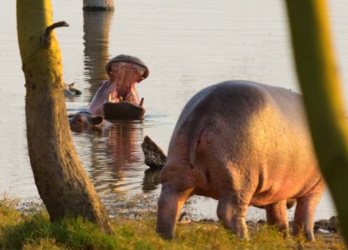 Hippopotame