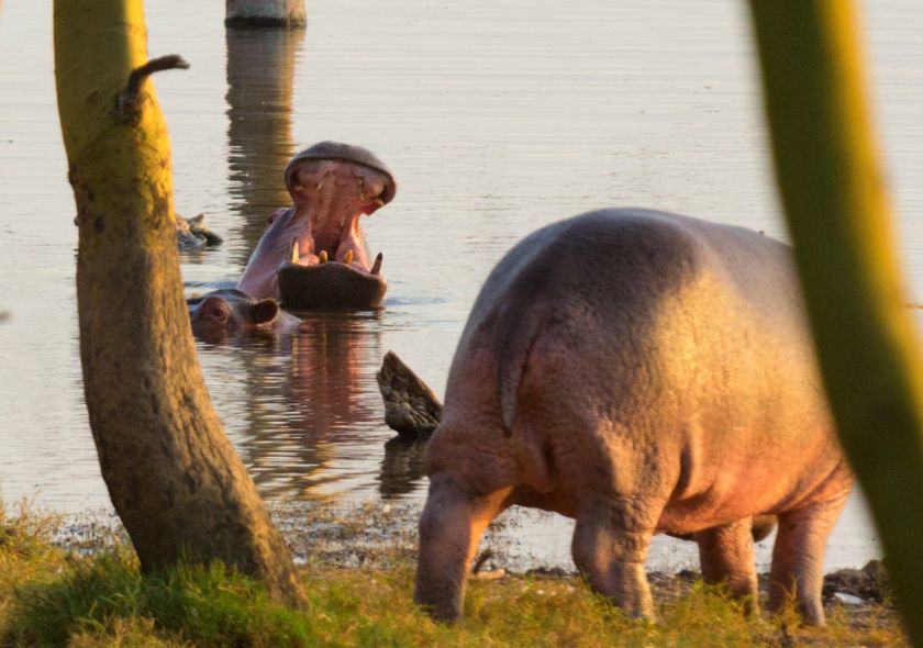 Lac Nakuru Hippopotame