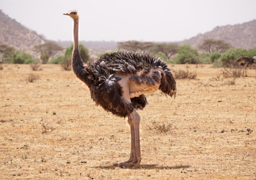 Autruche Samburu