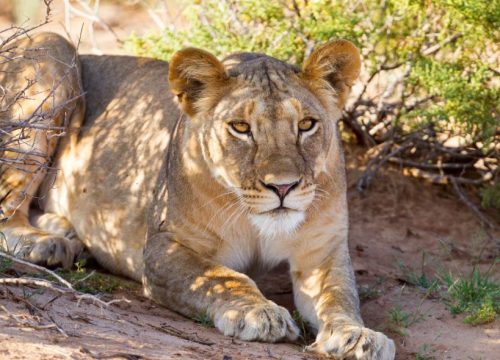 Lion