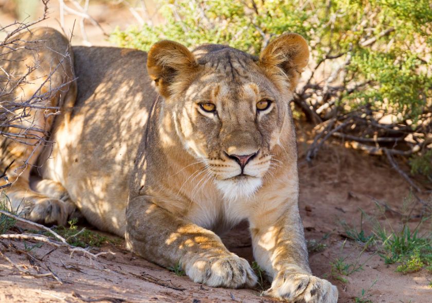 Lion Samburu
