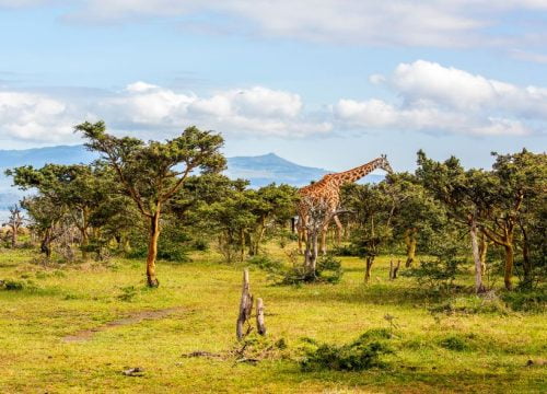 ¿Qué tiempo hace en Kenia en julio?