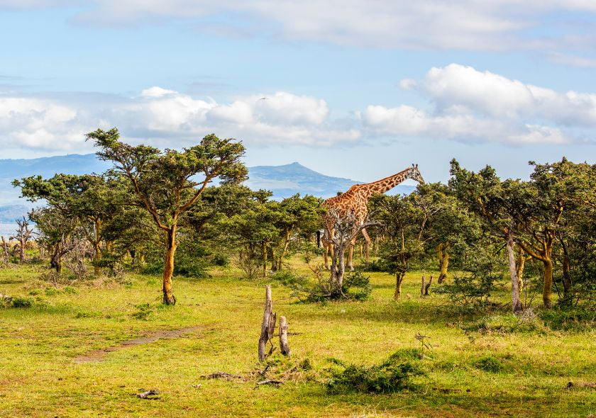 Ile crescent Kenya