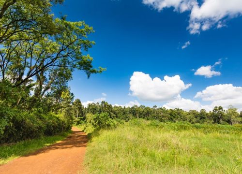 El bosque de Karura
