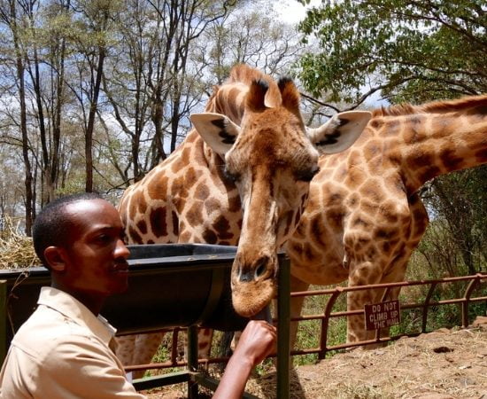 Giraffe Center