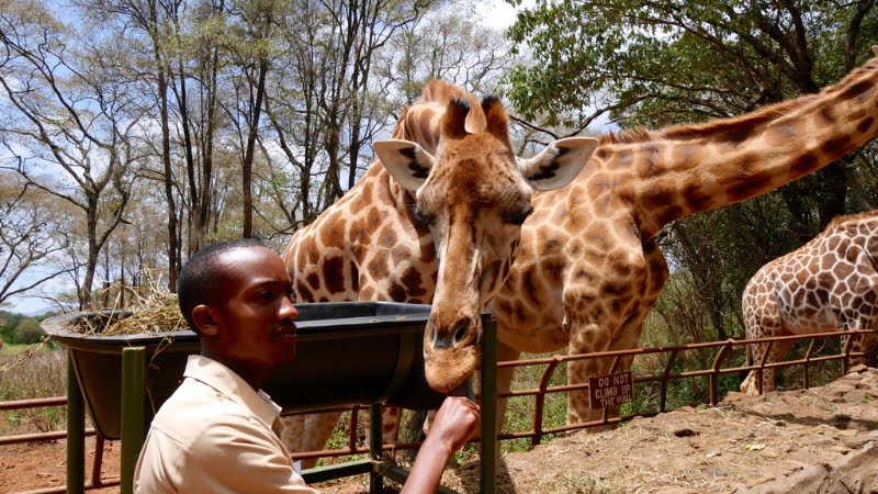 Visita al Centro de Jirafas de Langata