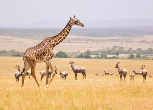 ¿Qué animales hay en Amboseli?