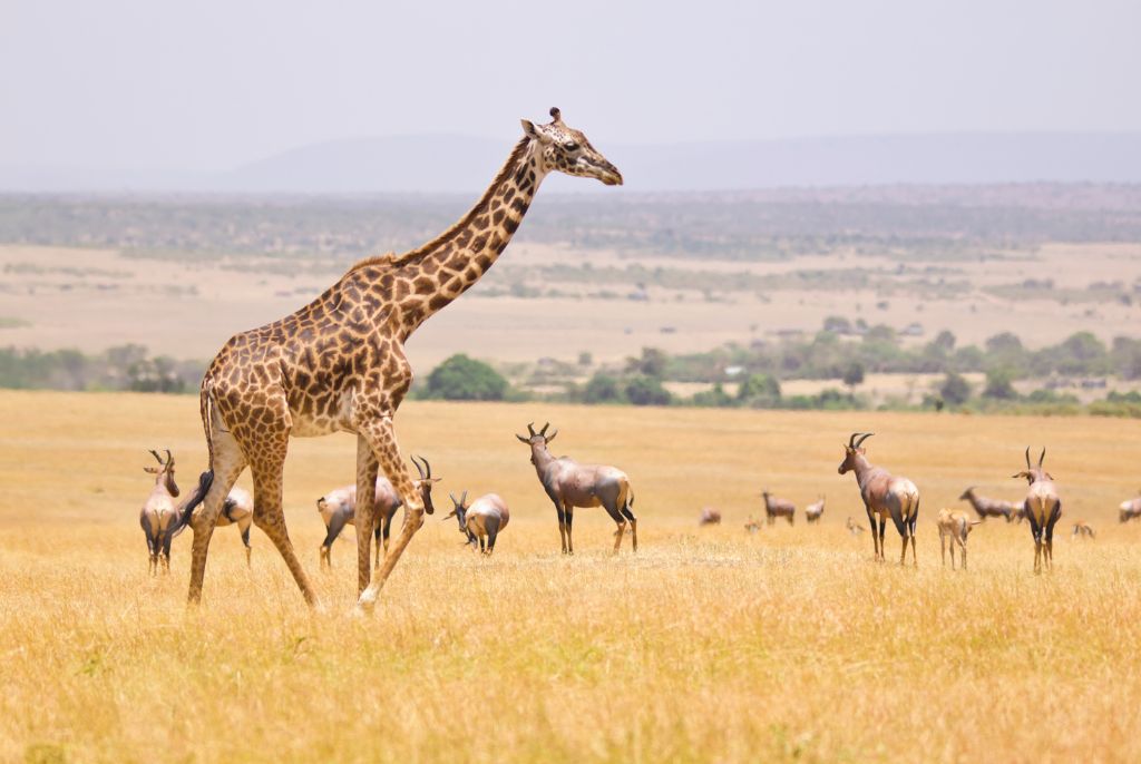 Girafe Parc Masaï Mara
