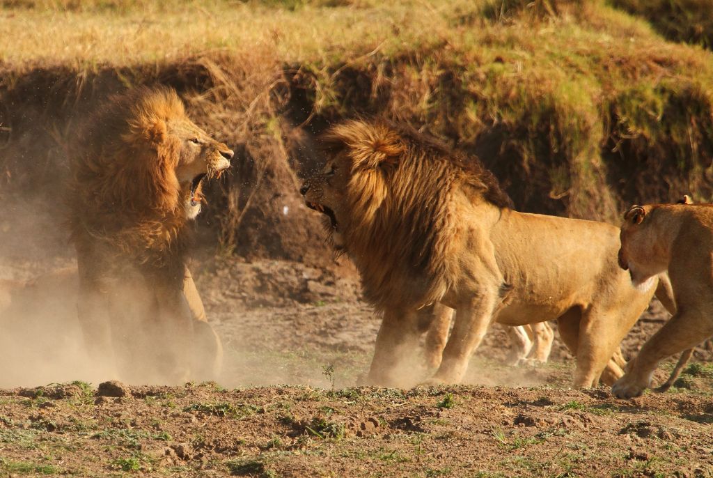 Lion Masai Mara Parc
