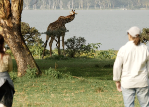 Girafe