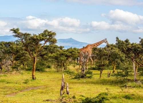 Naivasha