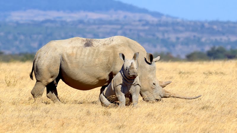 Observation rhinocéros blancs et noirs
