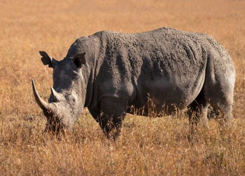 Dónde ver rinocerontes en Kenia?